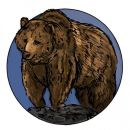 Baer