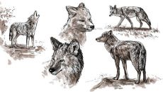 Koyote
