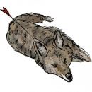 Koyote