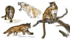 Puma Ansichten
